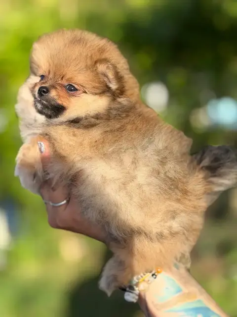 Spitz Allemand  Chiot N°1 Of The Dark Sea