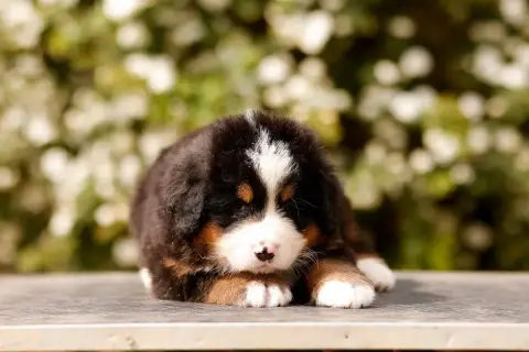 Bouvier Bernois  Chiot 7 De La Vallée De L'Hyrome photo 2