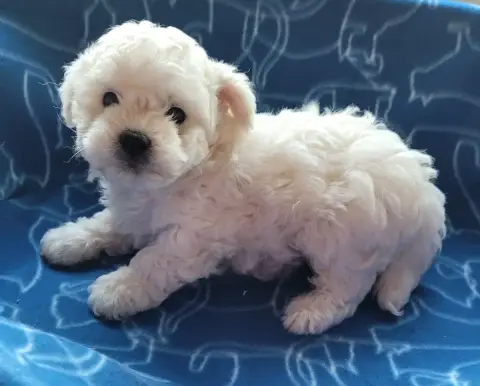 Bichon Frise  Chiot N°1 Des Marais De Courmont photo 2