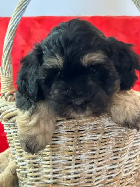Bichon Havanais  Bobby Du Hameau De Roxane