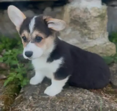 Welsh Corgi Pembroke  Boulette Du Domaine Pierre Quin 752ec photo 2