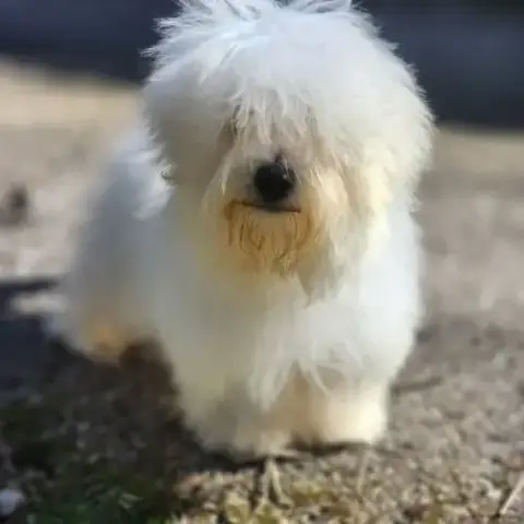 Chiot Mâle Coton De Tulear De 5Mois