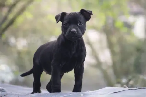 Staffordshire Bull Terrier  Bellona Land Of Black Pea e628b photo 3