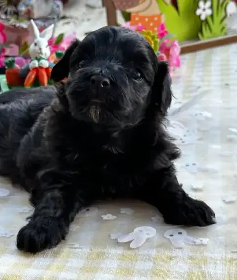 Bichon Havanais  Black Pearl Del Rey Rakashi