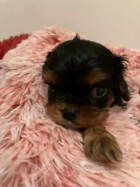 Cavalier King Charles Spaniel  Chiot N°2 Du Mont D'Am 40802 photo 2