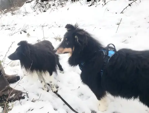 Shetland Sheepdog  Accio Of Chiprey'S Hamlet photo 2