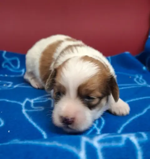 Coton De Tulear photo 3