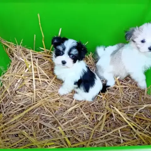 Magnifiques Chiots Bichons Havanais Bicolores