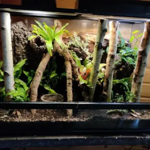 Gecko À Crête Avec Terrarium Bioactif Complet