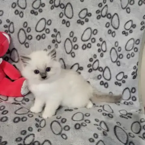 Chatons Ragdoll