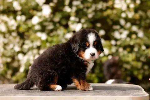Bouvier Bernois  Chiot 6 De La Vallée De L'Hyrome photo 3