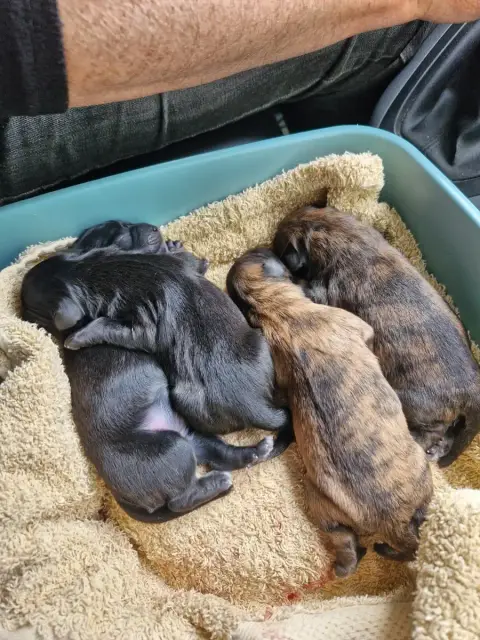Berger Des Pyrenees À Poil Long  Chiot 4 Soum De Matt 4befc