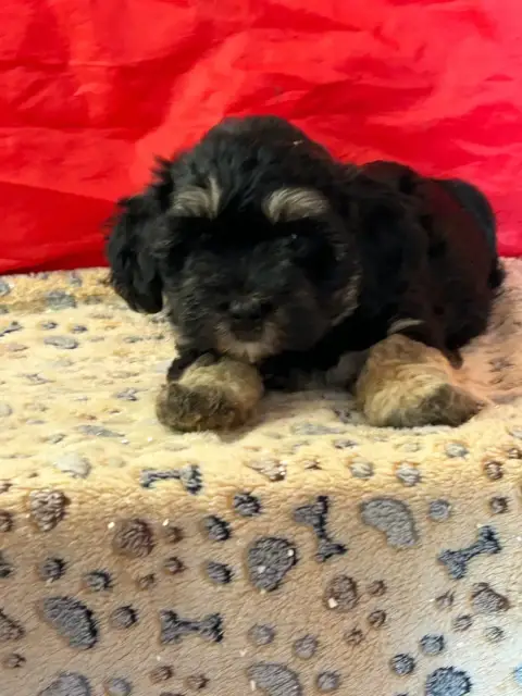 Bichon Havanais  Bobby Du Hameau De Roxane photo 2