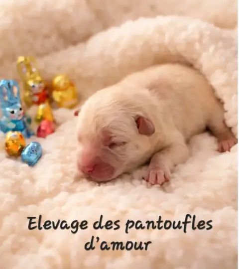 Chow Chow  B........ Des Pantoufles D'Amour
