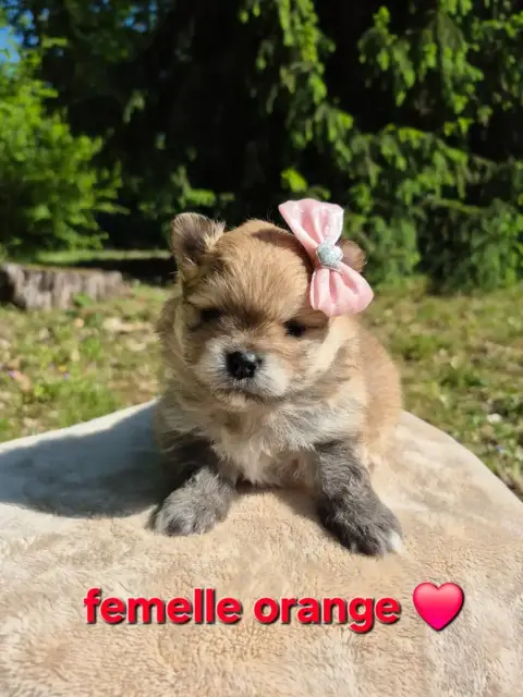 Spitz Allemand  Chiot 2