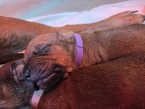 Rhodesian Ridgeback  "Collier Violet " Du Domaine De  31b77 photo 2