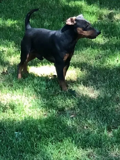 Pinscher Nain  Chiot N°1 Du Moulin De Madjurie photo 3