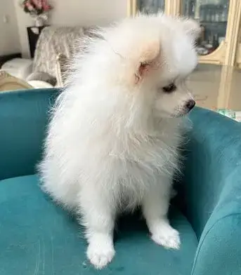 Spitz Allemand  Babou De La Licorne Des Anges photo 3