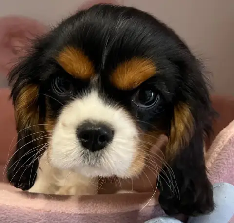 Cavalier King Charles Spaniel  Burberry Des Lys Des C 5960b photo 2