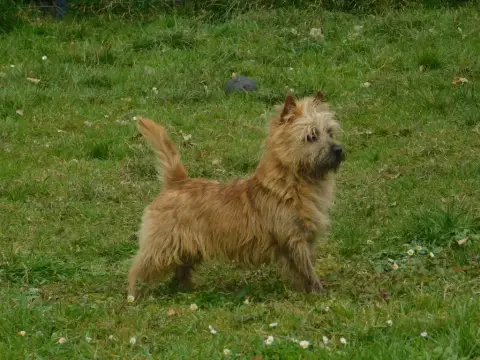 Cairn Terrier  Chiot 3 Du Banc Des Hermelles photo 3
