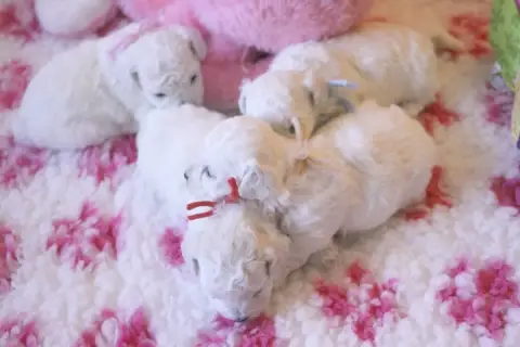Bichon Frise  Bolero De La Felhotte photo 2