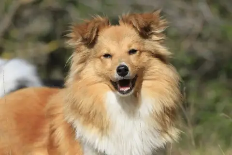 Shetland Sheepdog  Brianna photo 3