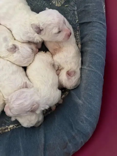Bichon Frise  Chiot N°2 Du Moulin De Madjurie