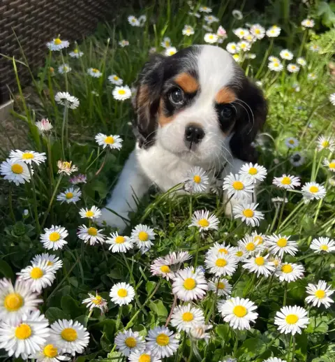 Cavalier King Charles Spaniel  Butterfly Des Lys Des  d151f photo 3
