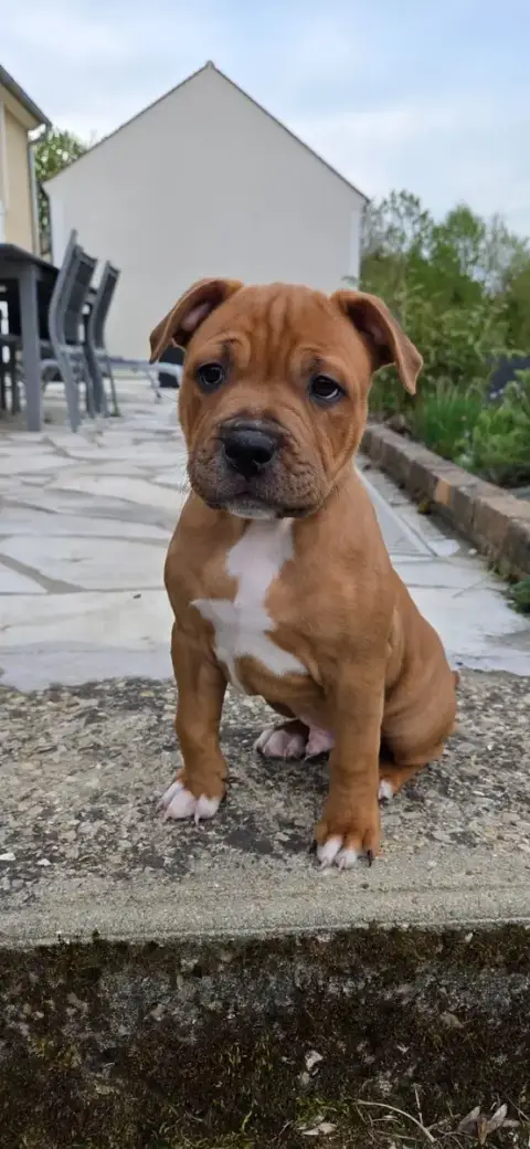 Staffordshire Bull Terrier  Bradley Du Royaume Des Co 5d960 photo 2