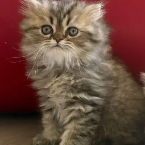 Chatons Persans Loof Brown Tabby