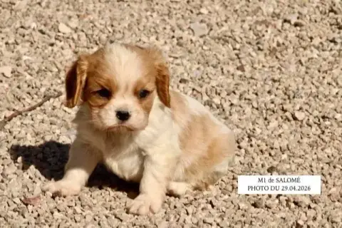Cavalier King Charles Spaniel  M1 Salomé De La Bastid 058c1 photo 2
