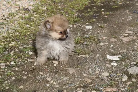 Spitz Allemand  Batman Des Dragons Maya photo 2