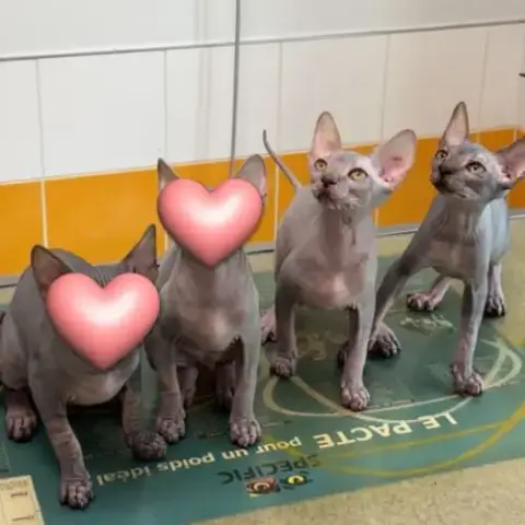 Magnifiques Femelles Sphynx