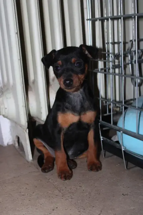Pinscher Nain  Balma Angel Killer