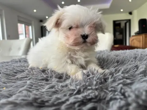 Bichon Maltais  Chiot N°1 Du Domaine De L'Écaillon