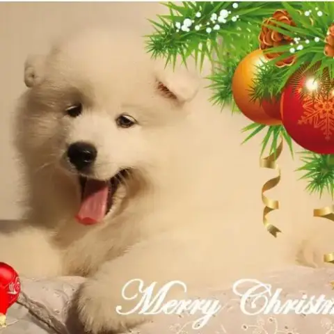 Chiots Samoyede Lof