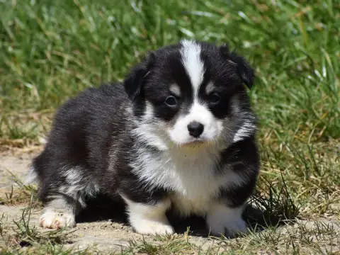 Welsh Corgi Pembroke  Basile De La Folle Emprise