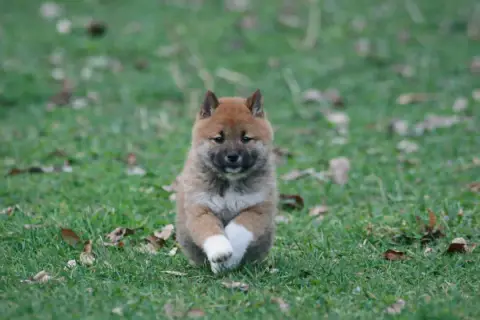 Shiba  Brioche Des Seigneurs De Montbel photo 2