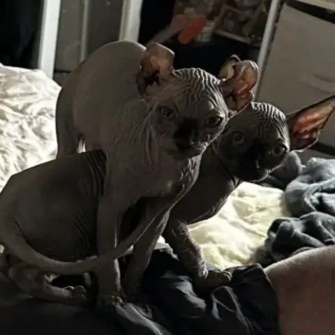 Chaton Sphynx Et Elf Du Domaine Mas De Combe
