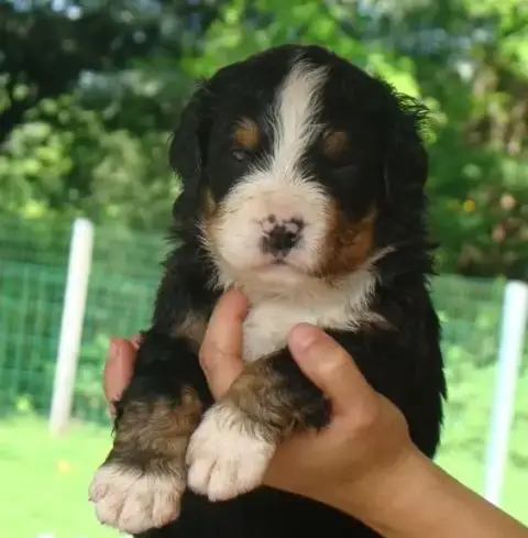 Bouvier Bernois  Chiot 6 Du Royaume Des Reves photo 3