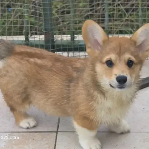 Chiots  Welsh Corgi Pembroke