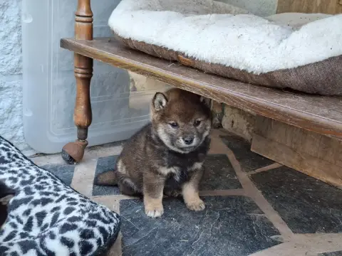 Shiba  Boa Hancock Of Skystaff Starbuck photo 2