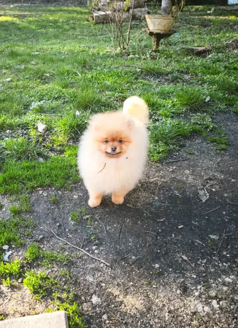 Spitz Allemand photo 2