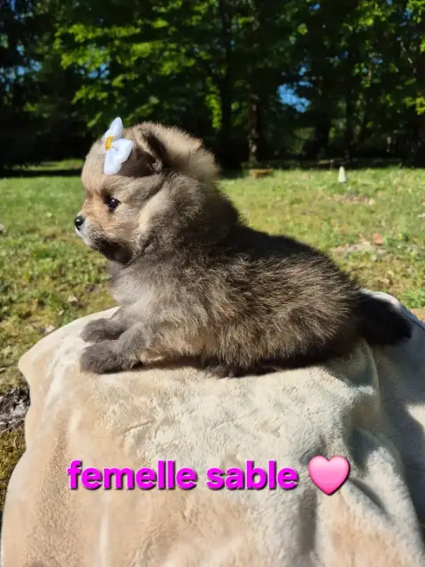 Spitz Allemand  Chiot 3 photo 2