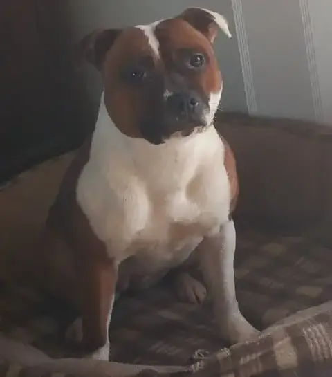 Staffordshire Bull Terrier  Bmw Du Hameau De Fontenay 2ee99 photo 3
