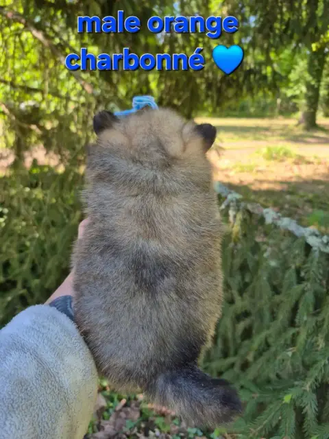 Spitz Allemand  Chiot 4 photo 3