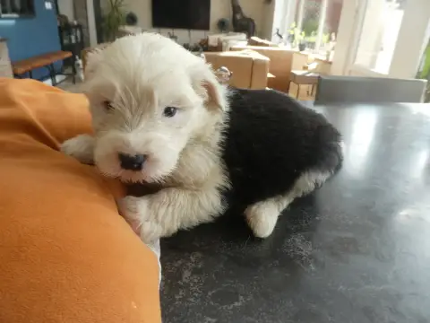 Bobtail  Chiot N°6 Of Mary People photo 3