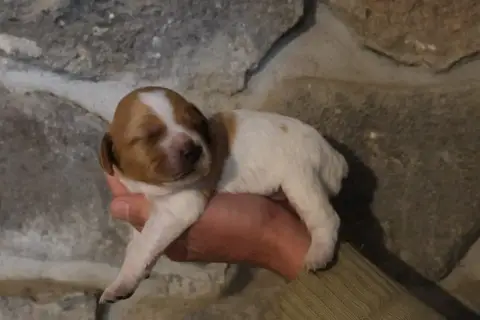 Epagneul Breton  Chiot 5 Des Terres Aniciennes