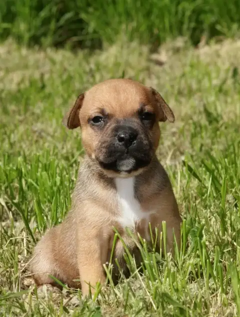 Staffordshire Bull Terrier  Chiot N°1 Oogie Boogie