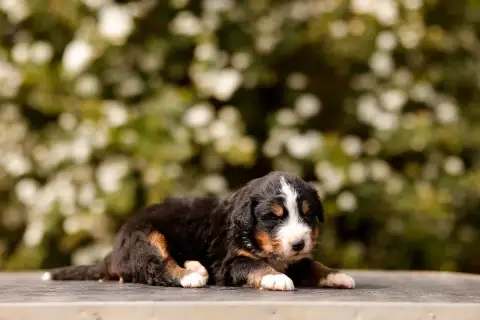 Bouvier Bernois  Chiot 9 De La Vallée De L'Hyrome photo 2